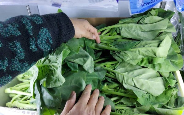kai lan 500g ผักคะน้า