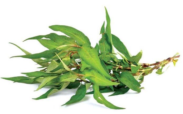 Vietnamese coriander ผักแพว 100g