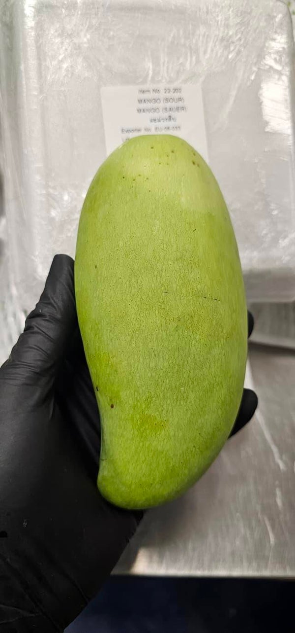 Sour Mango  มะม่วงเปรี้ยว 24eu/kg ( 650g) 2ลูกต่อแพค