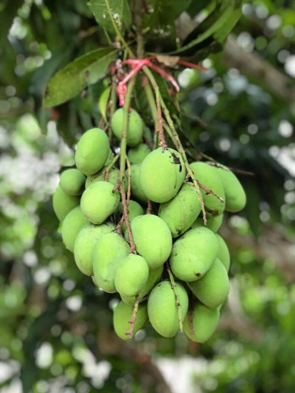 Thai Small Sour Mango มะม่วงเบา 500g