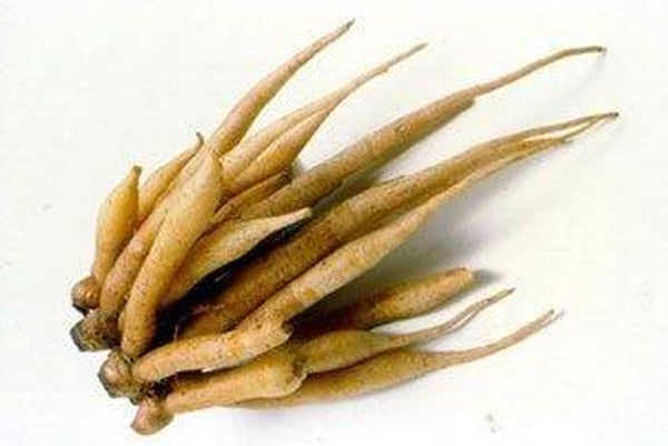 Rhizome 100g กระชาย