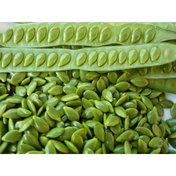 Lead pod seed เม็ดกระถินแกะ 100g