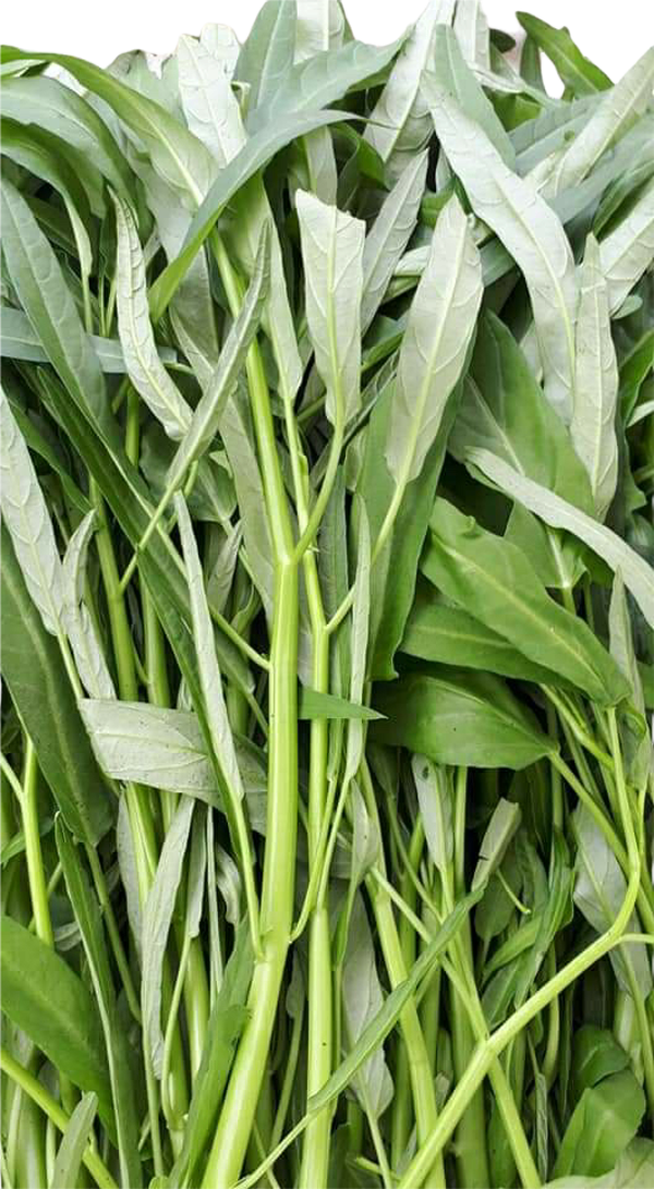 Waterspinazie Ong Choi ผักบุ้งจีน 500g