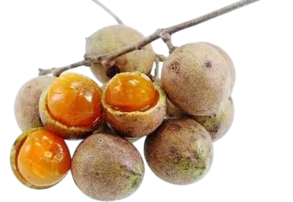 CEYLON OAK 500 G / ลูกตะคร้อ/หมากค้อ