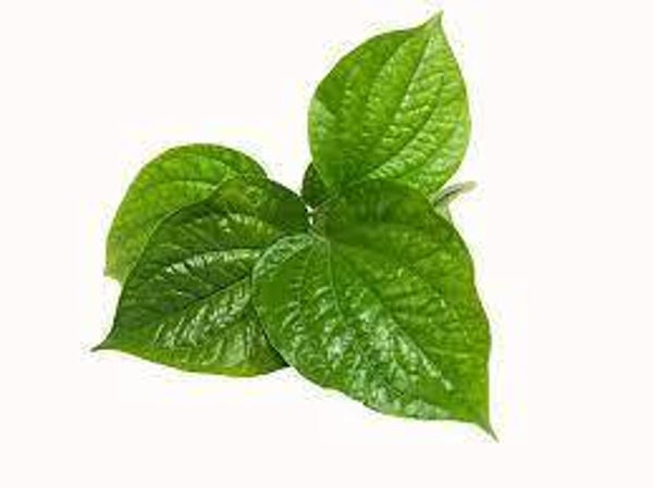 Wilde betelplant/Cha Phlu Leaf ใบชะพลู 100g