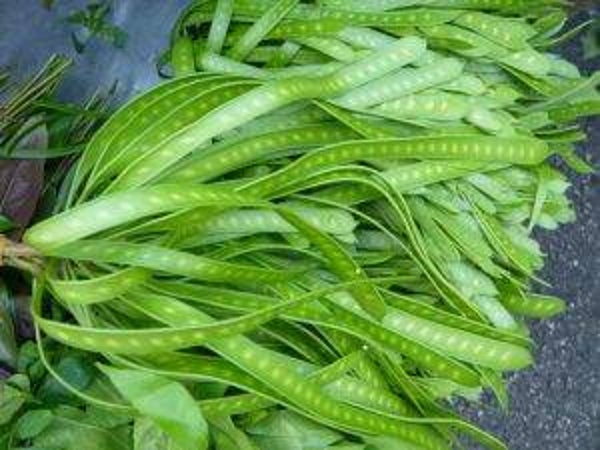 Lead pod ฝักกระถิน 100g