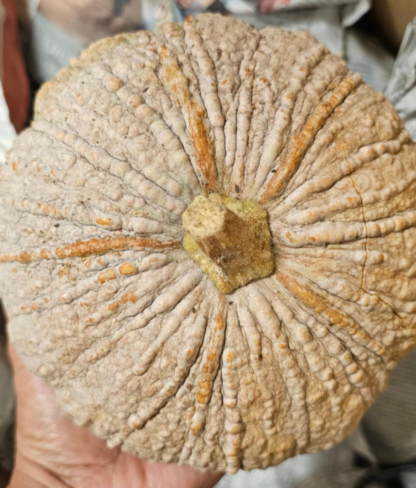 Thai Pumpkin (European) 900g-1.2kg per stuk