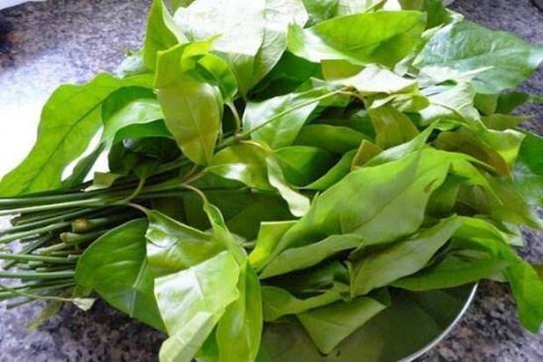 Reang Leaf/Melinjo ใบเหลียง 100g