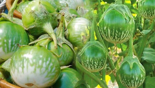 Green Eggplant 100g มะเขือลาย