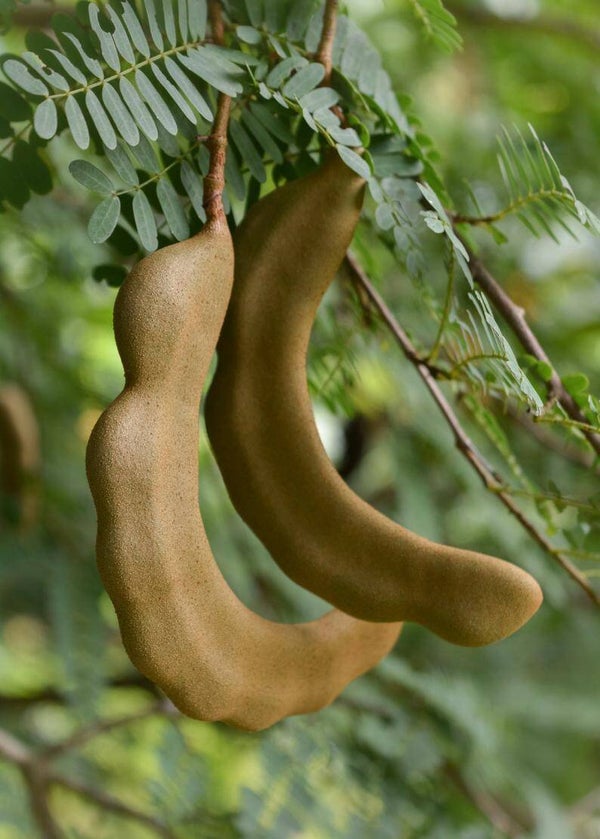 Yung Tamarind มะขามอ่อน 200g