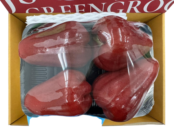 Red Rose Apple /ชมภู่