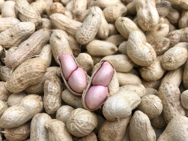 Fresh Peanut ถั่วลิสงดิบ 500g