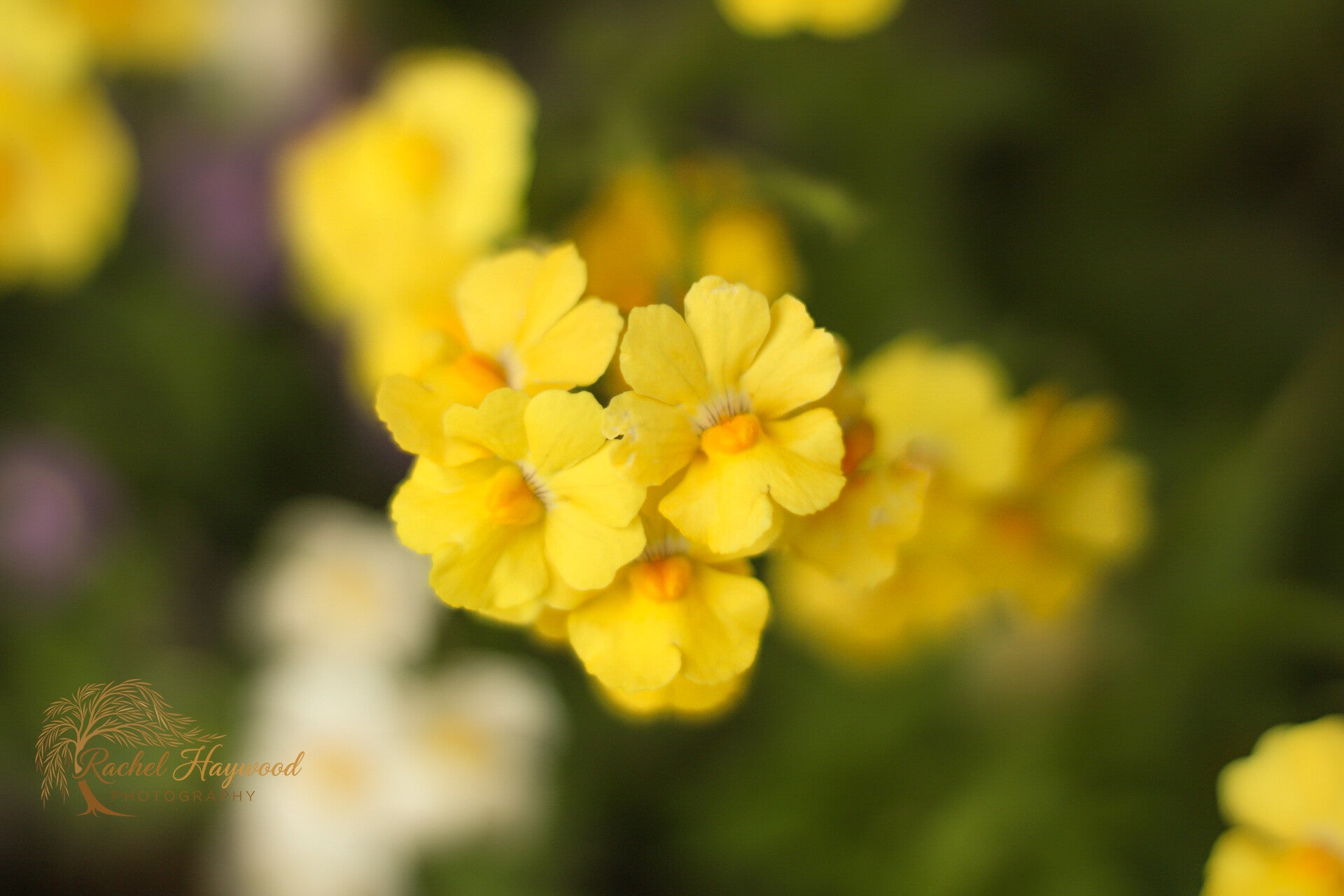 Yellow delight