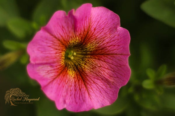 In full bloom