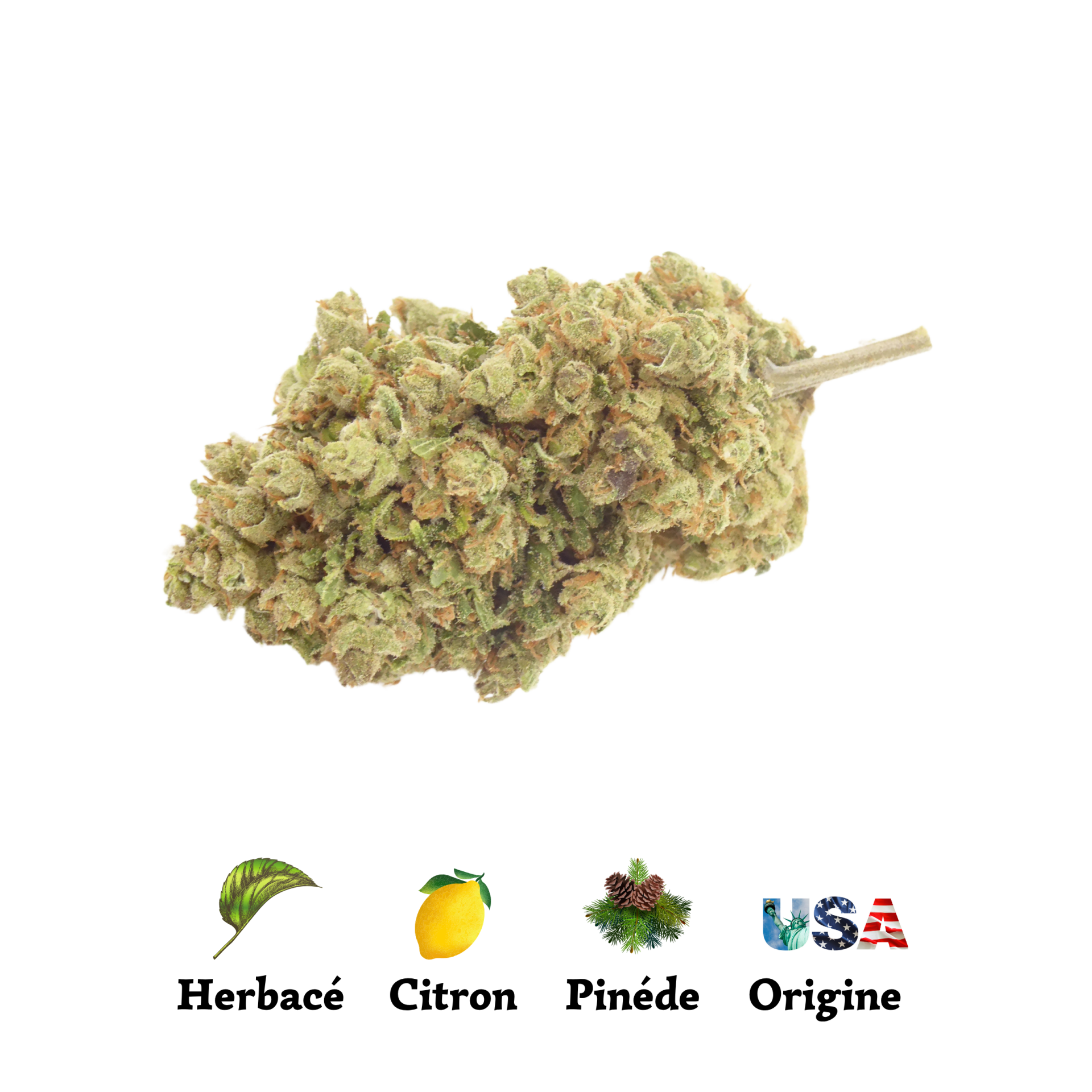 AMNESIA AMAZON