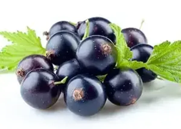 Black Currant #2 Flavouring (CSSC-161)