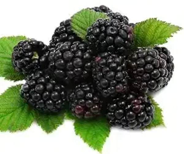 Blackberry #2 Flavouring (CSSC-165)
