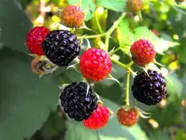 Boysenberry Raspberry Flavouring (WFSSC-204)