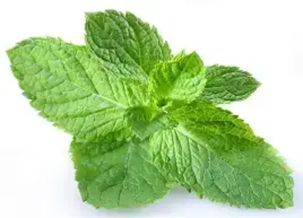 Peppermint Flavouring (FWSSC-708)