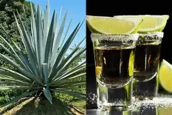 Tequila Agave Flavouring (FLSSC-912)