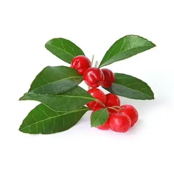 Wintergreen Flavouring (FWSSC-980)