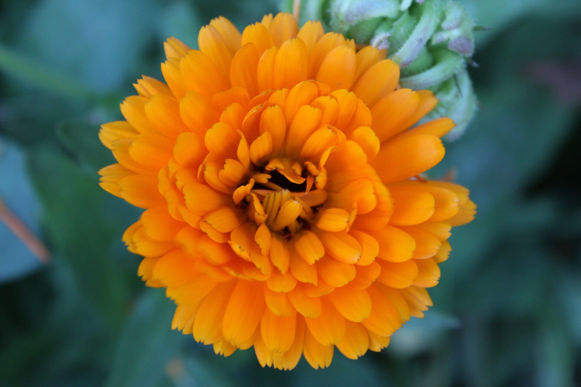 Tinctuur: CALENDULA OFFICINALIS L. GOUDSBLOEM (ZONDER ) 50mL