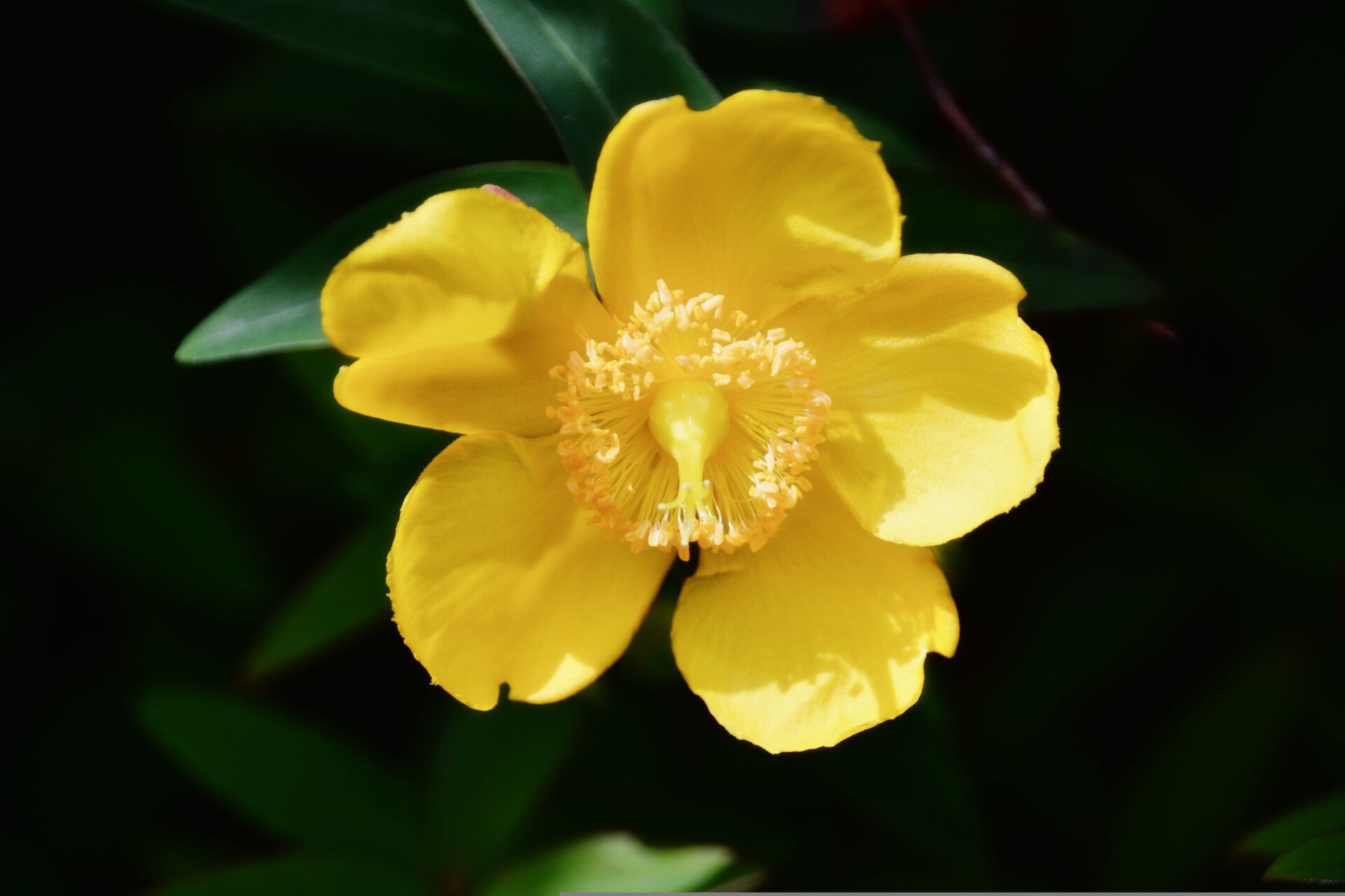 AGRIMONIE (AGRIMONY) 10 ML
