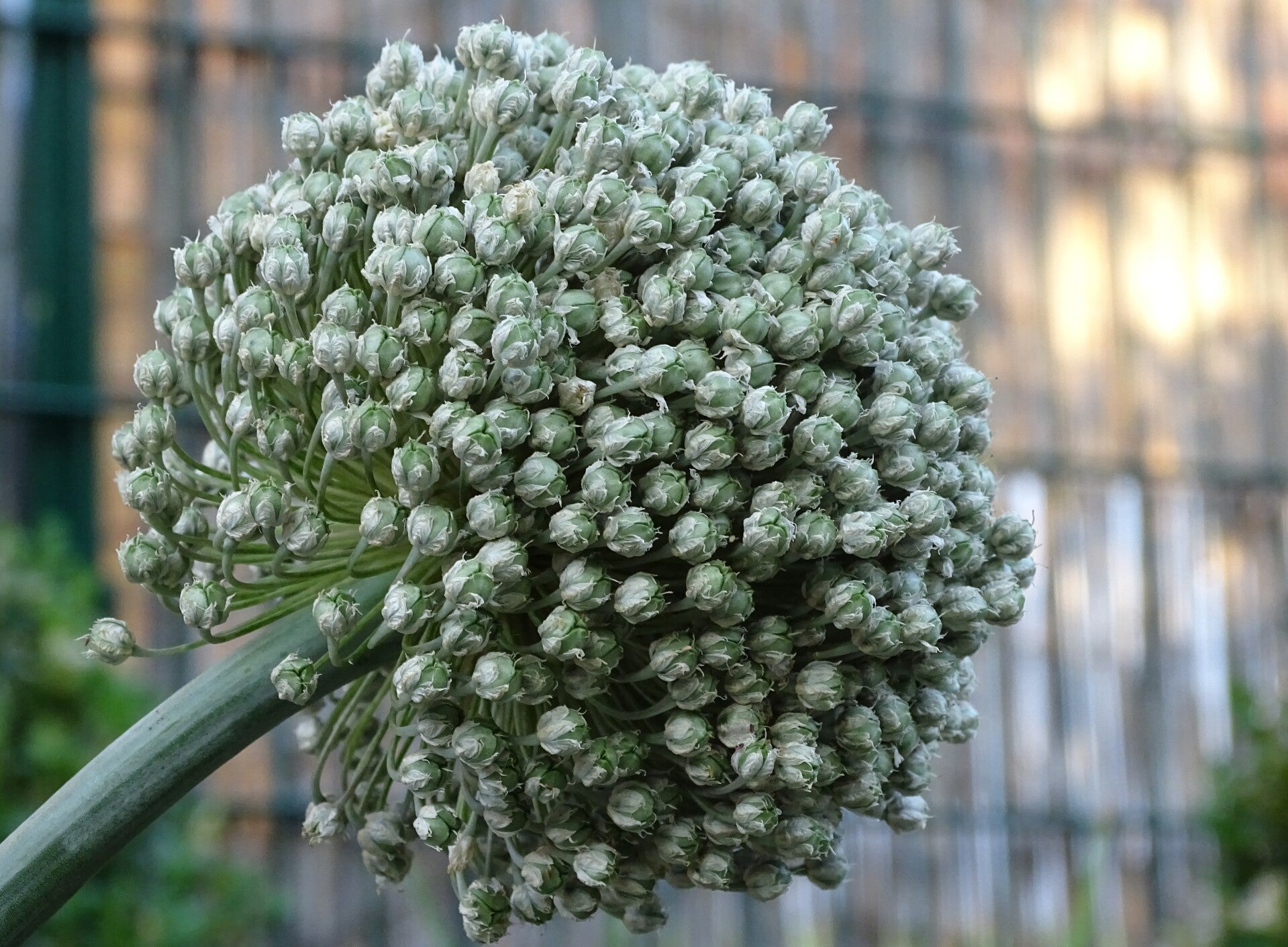 Tinctuur: ALLIUM URSIMUM L. DASLOOK 50ML