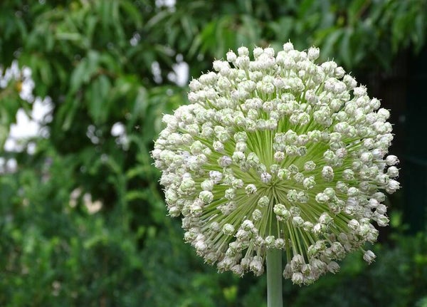Tinctuur: ALLIUM SATIVUM LOOK 50ML