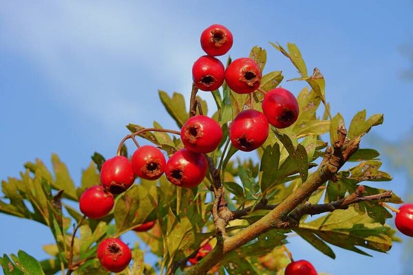 Tinctuur: CRATAEGUS OXYACANTHA L. MEIDOORN 50ML