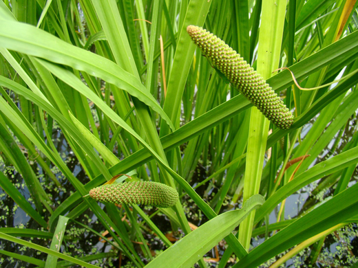 Tinctuur : ACORUS CALAMUS L. KALMOES 50ML