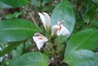 Tinctuur: ACANTHEA VIRILIS L. MUIRA-PUAMA,POTENTIEHOUT 50ML