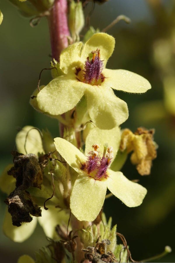 Tinctuur: VERBASCUM THAPSIFORME KONINGSKAARS-TOORTS 50ML