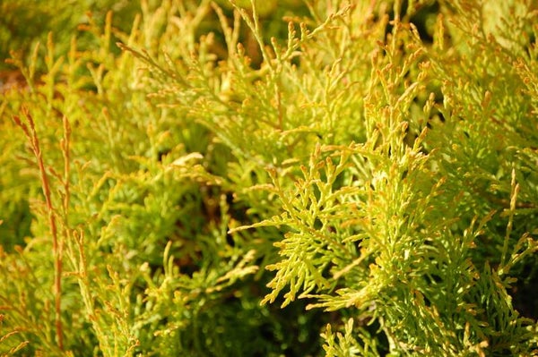 Tinctuur: THYA OCCIDENTALIS WESTERSE LEVENSBOOM 50ML