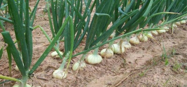 Tinctuur: ALLIUM CEPA L. UI-AJUIN 50ML