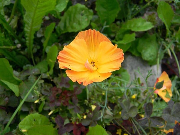 Tinctuur: ESCHSCHOLTZIA CALIFORNICA CHAM. SLAAPMUTSJE- GOUDPAPAVER