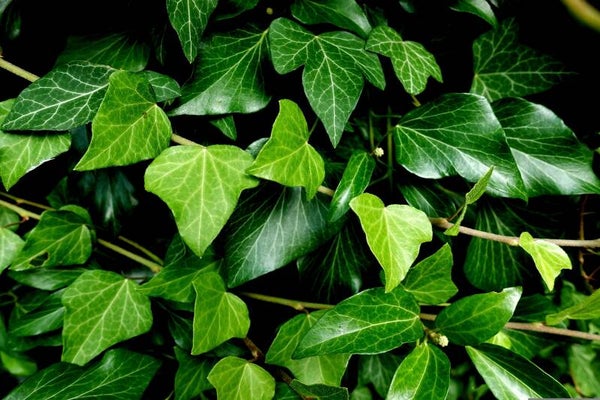 Tinctuur: HEDERA HELIX KLIMOP 50ML