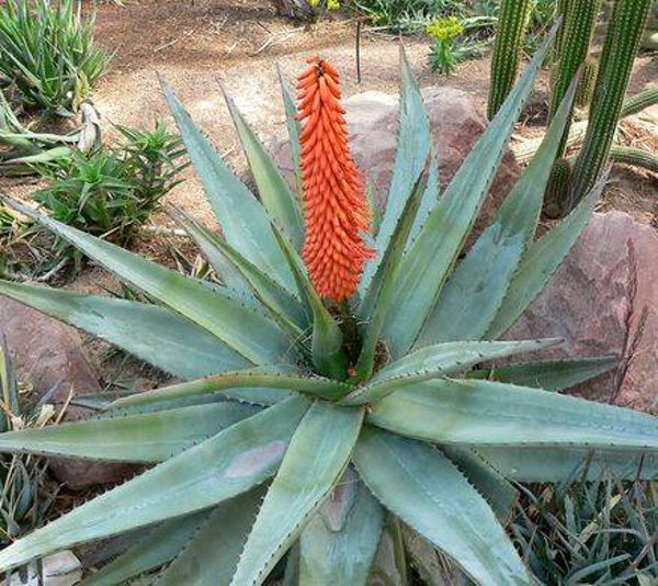 Tinctuur: ALOE FEROX MILL. ALOE 50ML