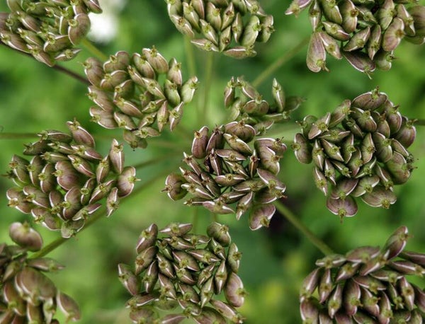 Tinctuur: PIMPINELLA ANISUM L. ANIJS 50ML