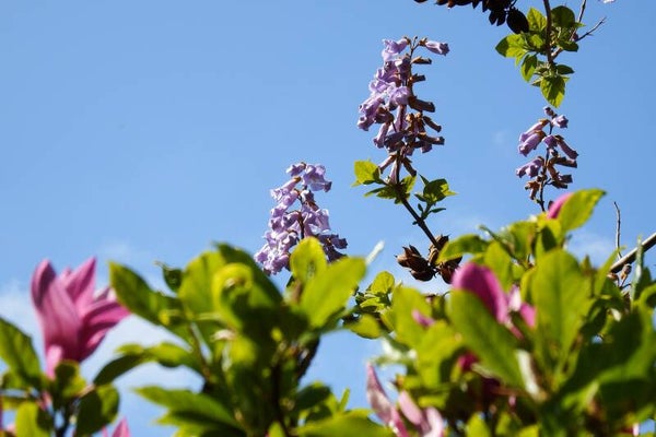 Tinctuur: PAUILINIA CUPANA KUNTH GUARANA 50ML