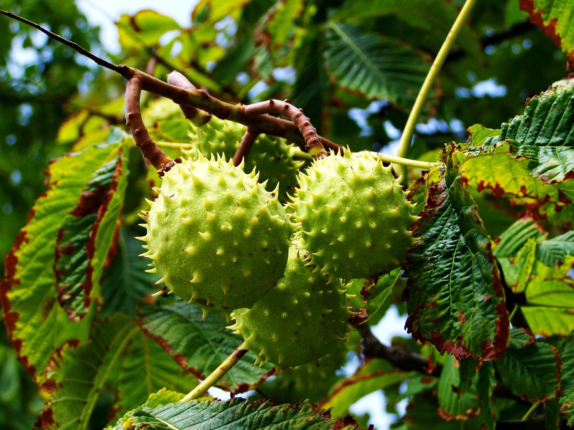 Tinctuur: AESCULUS HIPPOCASTANUM L. WILDE PAARDEKASTANJE