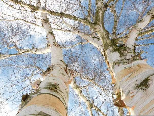 Tinctuur: BETULA PENDULA ROTH. BERK