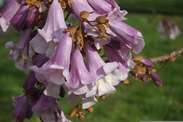 Tinctuur: UNCARIA TOMENTOSA (WILD) KATTEKLAUW 50ML