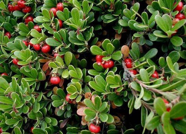 Tinctuur: ARCTOSTAPHYLOS UVA URSI L. BEREDRUIF 50ML