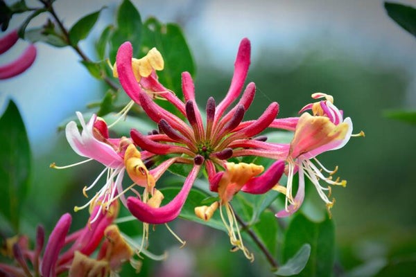 KAMPERFOELIE (HONEYSUCKLE) 30 ML