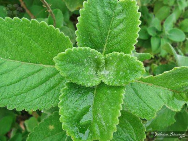 Tinctuur: BOLDO FAGRANS BOLDO 50ML