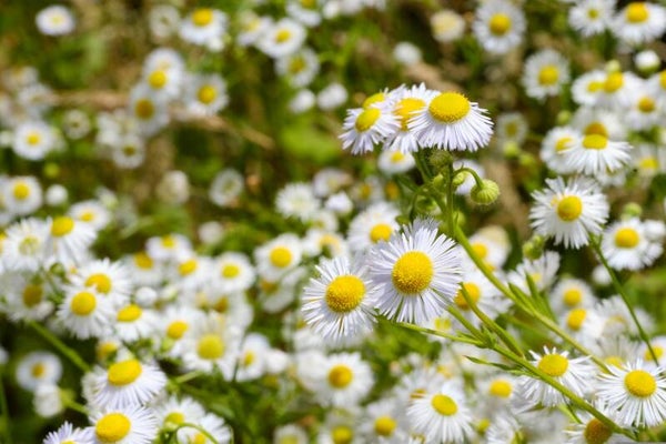 Tinctuur: MATRICARIA CHAMOMILLA L. ECHTE KAMILLE 50ML