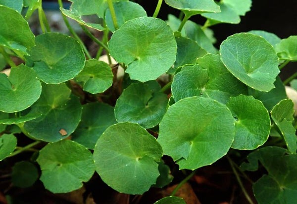 Tinctuur: CENTELLA ASIATICA GOTU-KOLA- INDISCHE WATERNAVEL