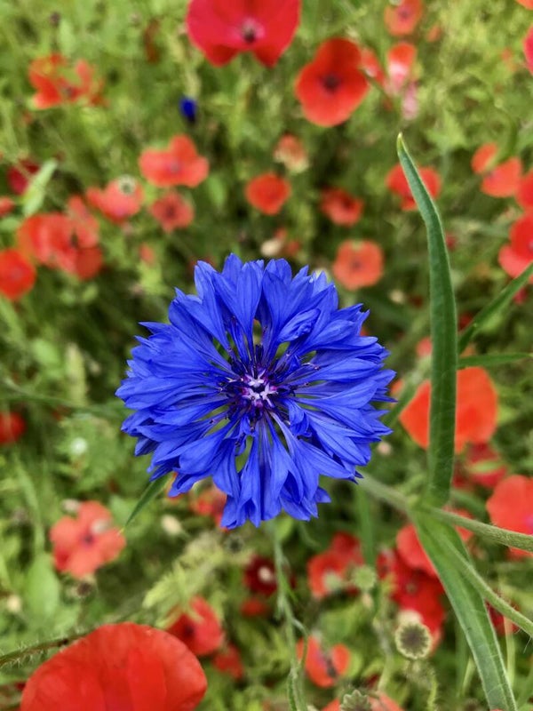 Tinctuur: PAPAVER RHOEAS L. KLAPROOS 50ML