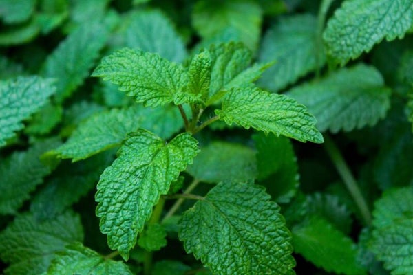 Tinctuur: MELISSA OFFICINALIS L. CITROENMELISSE 50ML
